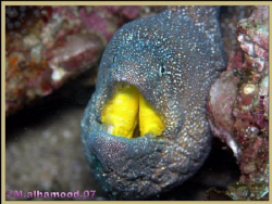 A close up on a Yellow Mouth Eel took it when I was in, M... by Mohammed Al Hamood 